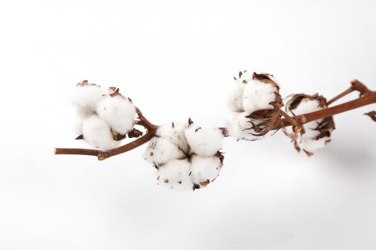 Хлопок соцветия сухоцвет 3 шт